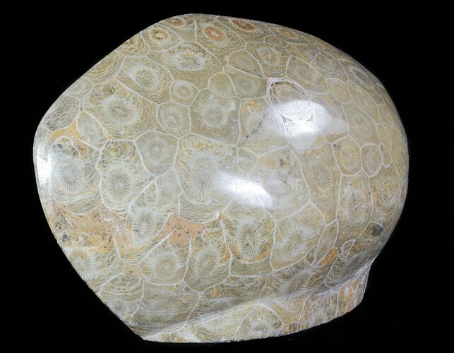Free-Standing Polished Fossil Coral (Actinocyathus) Display #69367